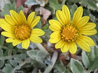 Description de l'image Arctotheca prostrata Flipphi 1.jpg.