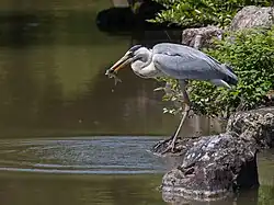 Héron cendré mangeant un poisson dans le parc de Kinkaku-ji (Kyoto, Japon).