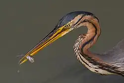 Un énorme bec jaune au bout d'un cou ondulatoire coince un minuscule petit poisson.