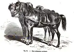 Gravure de deux chevaux présentés de profil l'un à côté de l'autre; le premier équipé d'un harnachement d'attelage au premier plan et le second sellé.