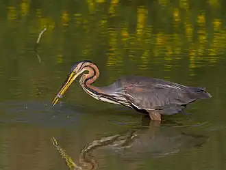 Le Héron pourpré.