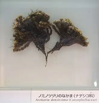 Description de l'image Arenaria densissima - National Museum of Nature and Science, Tokyo - DSC07477.JPG.