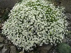 Sabline à grandes fleurs