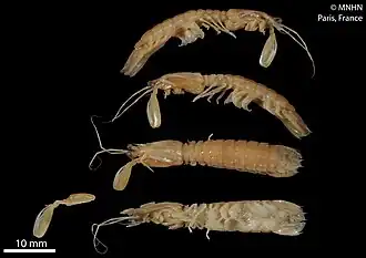 Areosquilla interstincta