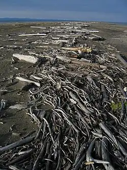 Bois flotté sur Arey Island