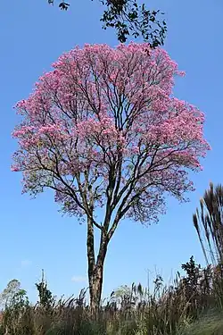 Un lapacho rosé (Tabebuia impetiginosa)