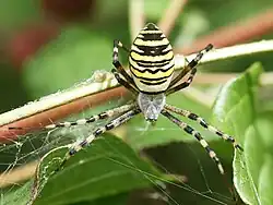Argiope frelon.