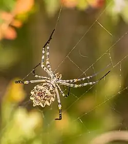 Argiope lobata, Parc national de Bouhedma