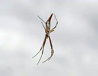 Description de l'image Argiope protensa.jpg.