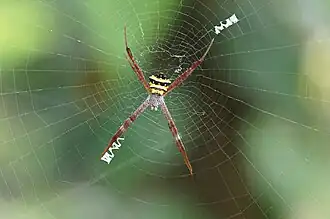 Femelle ; le stabilimentum en zigzag est visible.