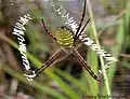 Argiope trifasciata