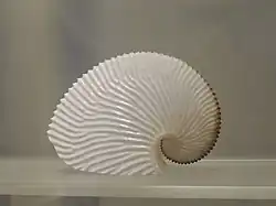 Argonauta argo. Mollusque céphalopode d'Indonésie. Ier étage, salle 12.