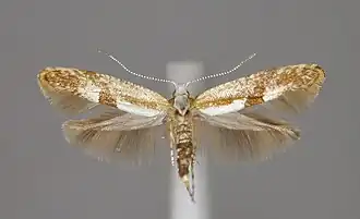Specimen étalé.