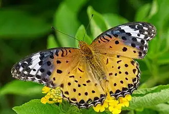 Argynnis hyperbius