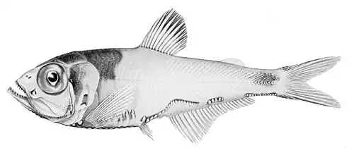 Argyripnus iridescens.