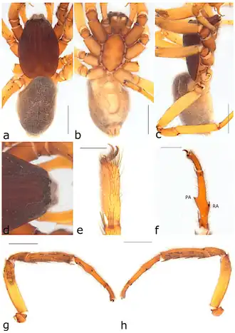 Description de l'image Ariadna curvata (10.3390-taxonomy2040028) Figure 31.png.
