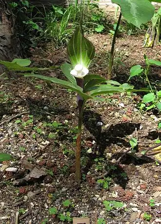 Description de cette image, également commentée ci-après