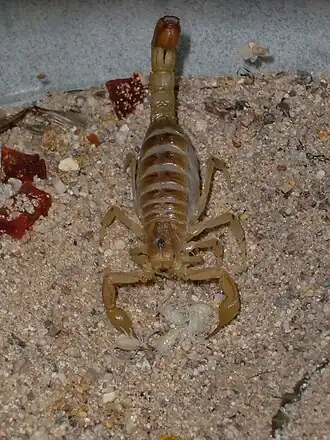 Description de l'image Arizona Bark Scorpion and her hatchlings.jpg.