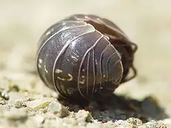 Le Cloporte commun (Armadillidium vulgare).