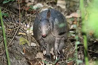 Tatou commun (Dasypus novemcinctus).