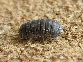 Description de l'image Armadillo officinalis (8722302069).jpg.