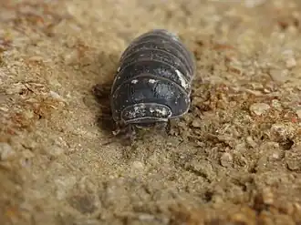 Description de cette image, également commentée ci-après