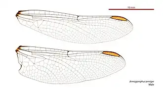 Description de l'image Armagomphus armiger male wings (35012891176).jpg.