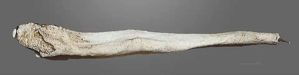 Os pénien (collection MHNT).