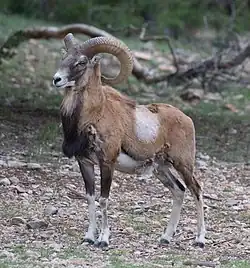 Mouflon d'Arménie.