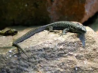 Description de l'image Armenischegebirgseidechse-01.jpg.
