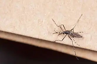 Description de l'image Armigeres (31179729700).jpg.