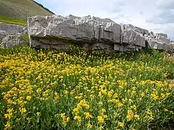 Arnica longifolia (Montana, États-Unis).