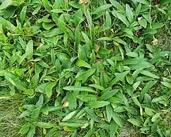 Rosettes au Markstein.