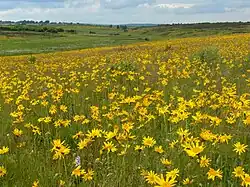 Arnica montana (Belgique).