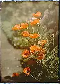 Pavot de Californie