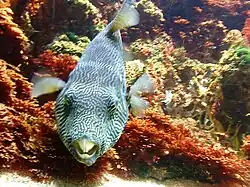 Au Museum-aquarium de Nancy