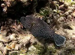 Un poisson-ballon moucheté ou tétrodon pintade (Arothron meleagris)