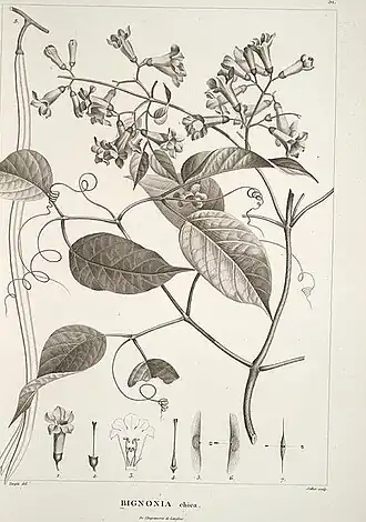 Description de l'image Arrabidaea chica.jpg.