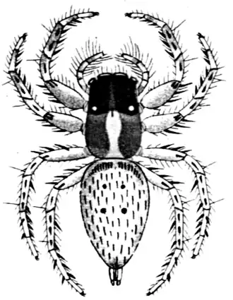 Description de l'image Artabrus.planipudens.png.