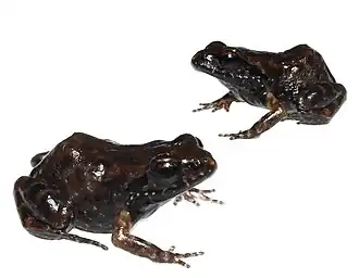 Description de l'image Arthroleptella bicolor 210605822.jpg.