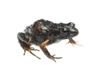 Description de l'image Arthroleptella landdrosia 293685739.png.