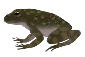 Description de l'image Arthroleptides dutoiti reconstruction.png.