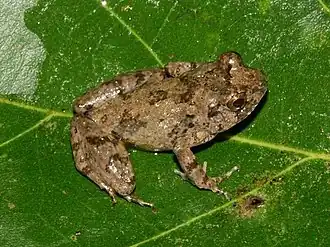 Description de l'image Arthroleptis adelphus01.jpg.