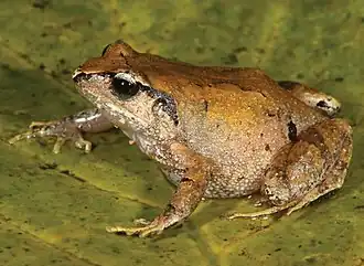 Description de l'image Arthroleptis stenodactylus (10.3897-zse.92.9948) Figure 3 (cropped).jpg.