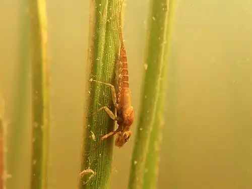 Description de l'image Arthroplea congener carex étang.jpg.