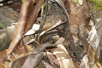 Description de l'image Arthrosaura kockii 5510450.jpg.