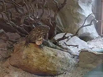 Description de l'image Artis 20180519 122919 - Ctenosaura macrolopha.jpg.