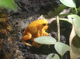 Description de l'image Artis 20180519 153105 - Tlalocohyla smithii.jpg.