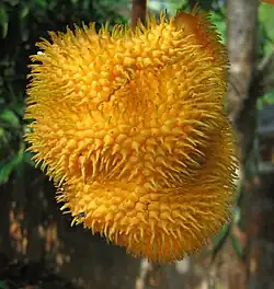 Fruits mûrs