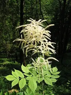 Inflorescence d’Aruncus dioicus.
